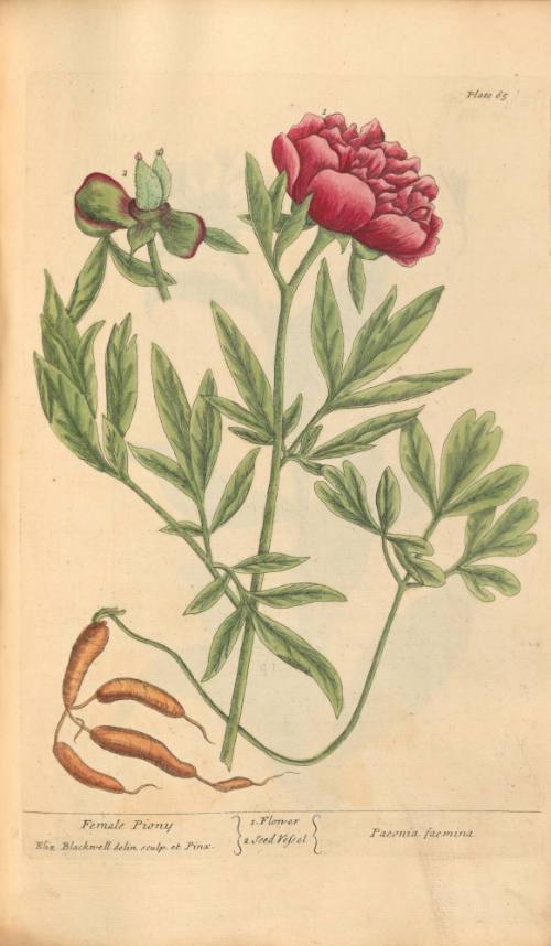 Female Piony