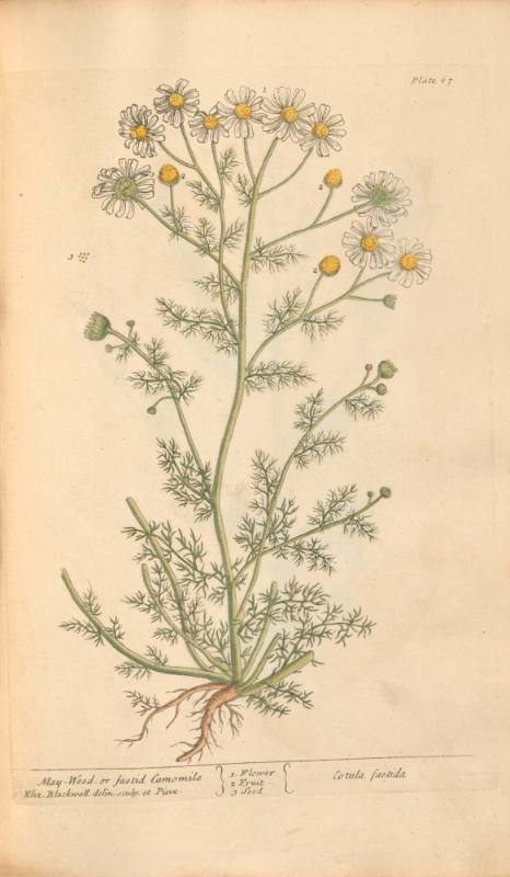 May-Weed, or Faetid Camomile