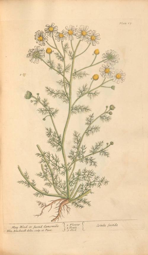May-Weed, or Faetid Camomile