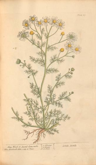 May-Weed, or Faetid Camomile