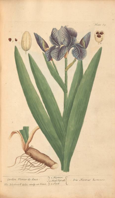 Garden Flower-De-Luce