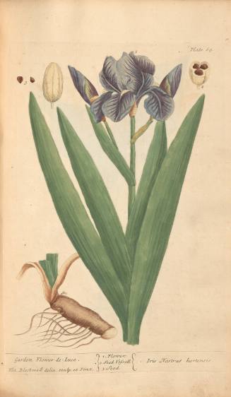 Garden Flower-De-Luce