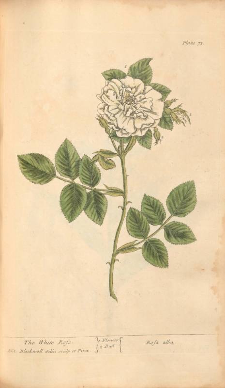 The White Rose