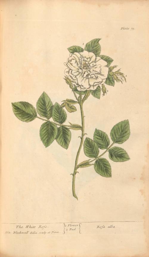 The White Rose