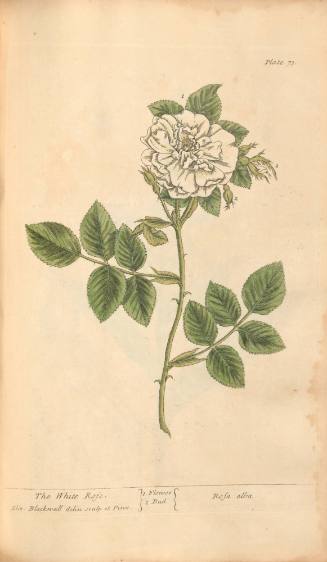 The White Rose