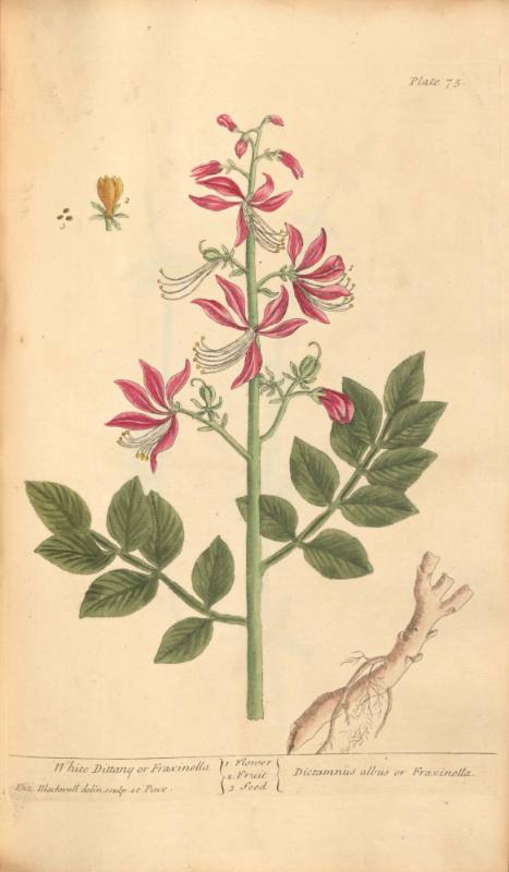 White Dittany or Fraxinella