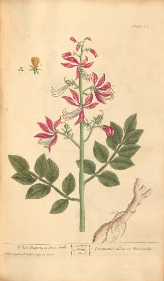 White Dittany or Fraxinella