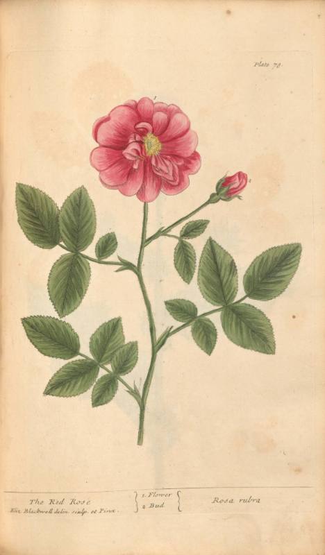 The Red Rose