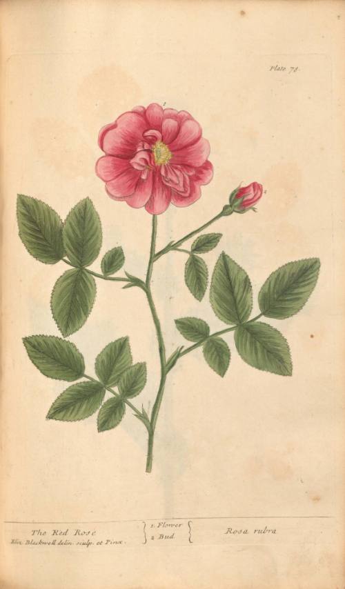 The Red Rose