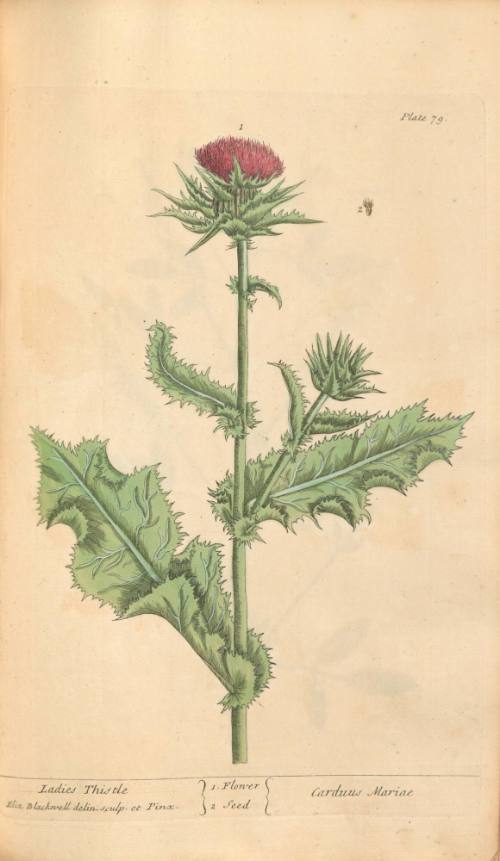 Ladies Thistle