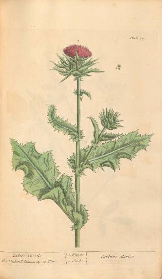 Ladies Thistle