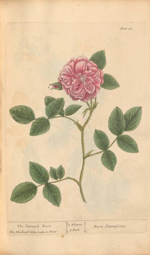The Damask Rose