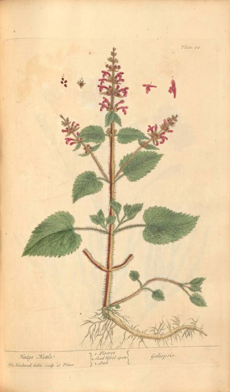 Hedge Nettle