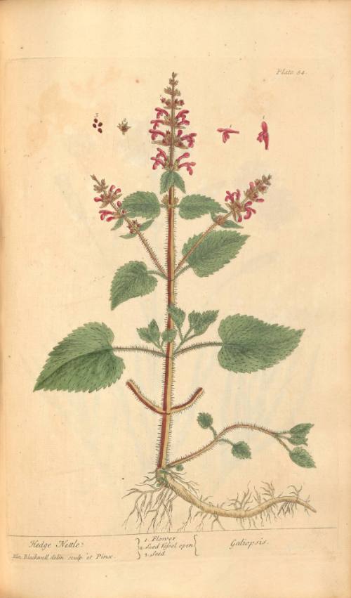 Hedge Nettle