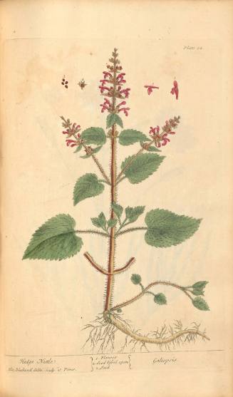 Hedge Nettle