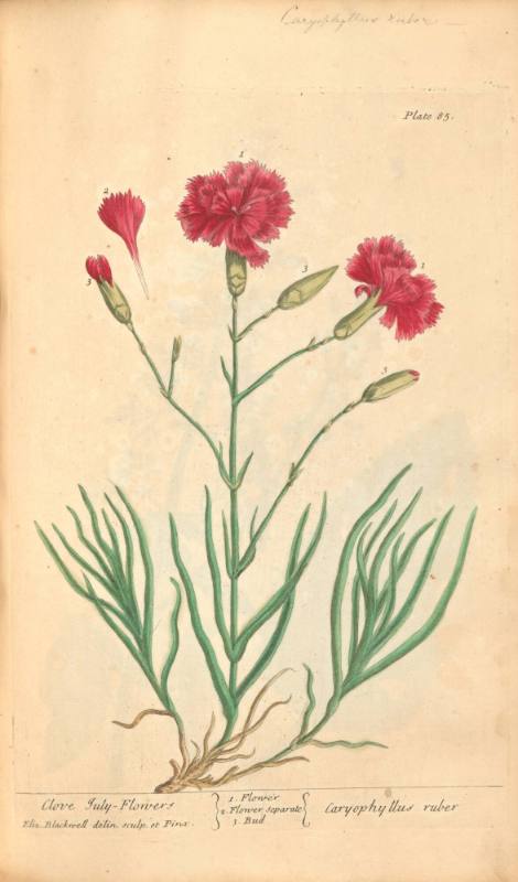 Clove July-Flowers