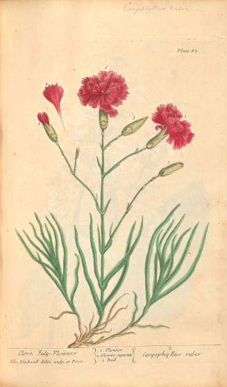 Clove July-Flowers