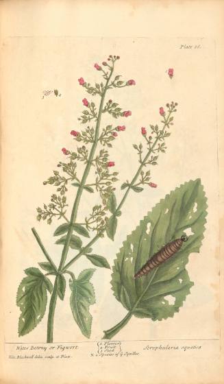 Water Betony or Figwort