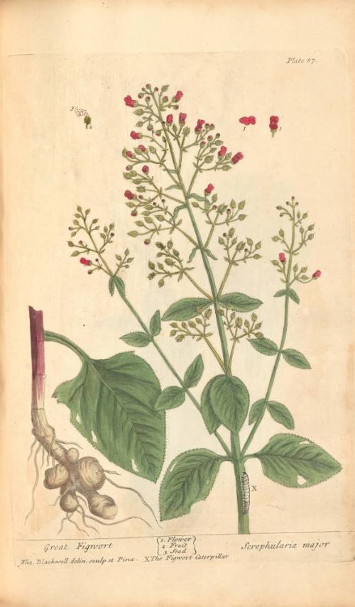 Great Figwort