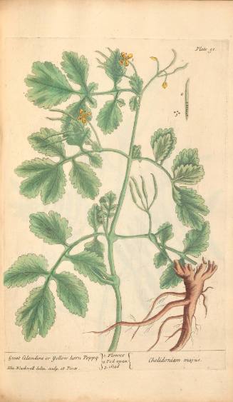 Great Celandine or Yellow-horn Poppy