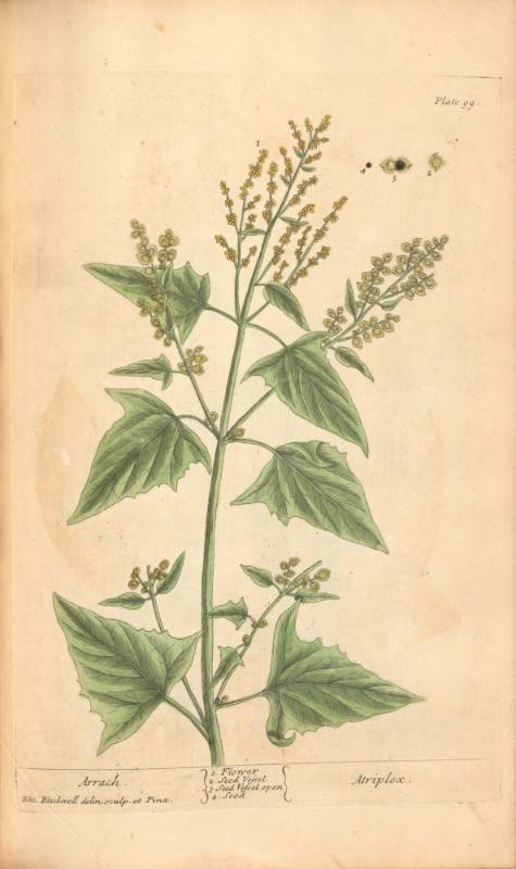Arrach