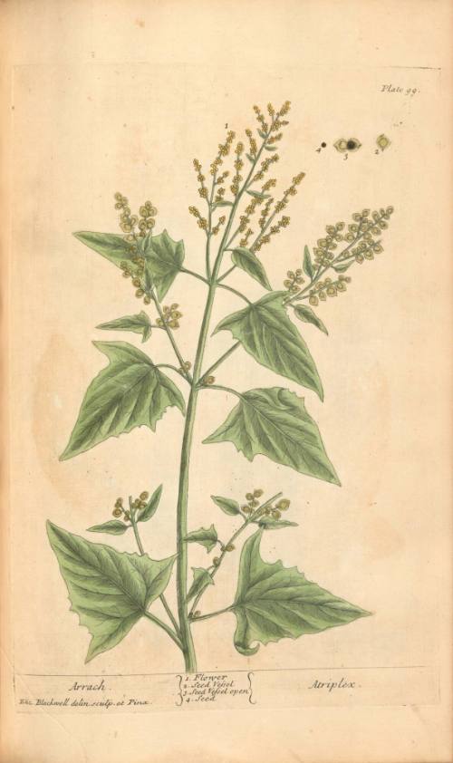 Arrach