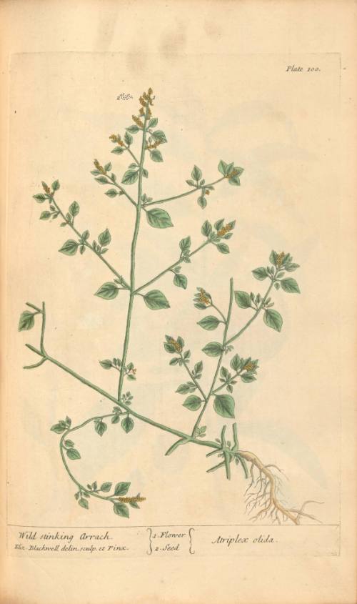Wild Stinking Arrach