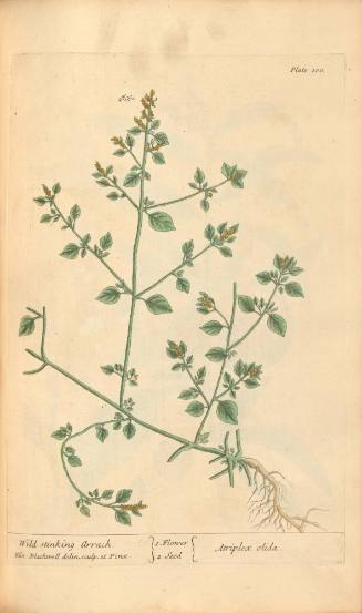 Wild Stinking Arrach
