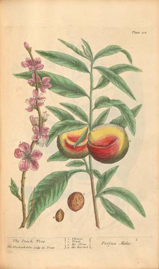 The Peach Tree