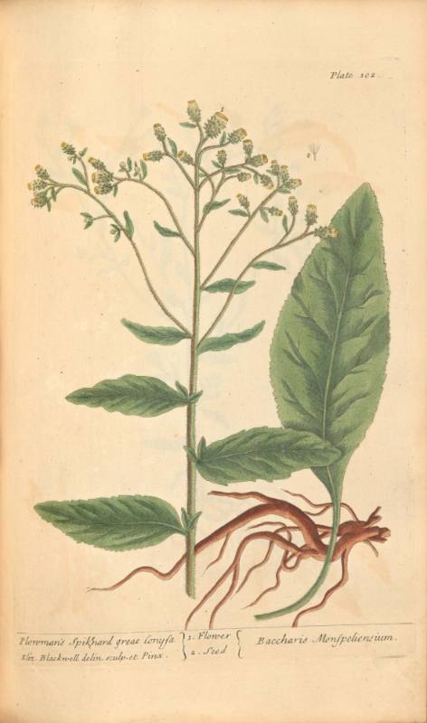 Plowman's Spikenard Great Conysa