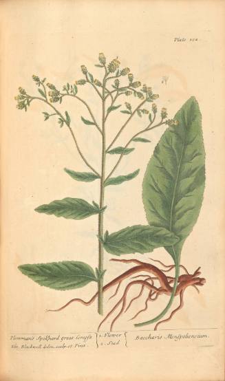 Plowman's Spikenard Great Conysa