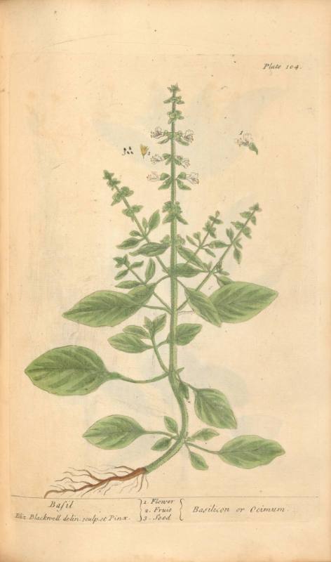 Basil
