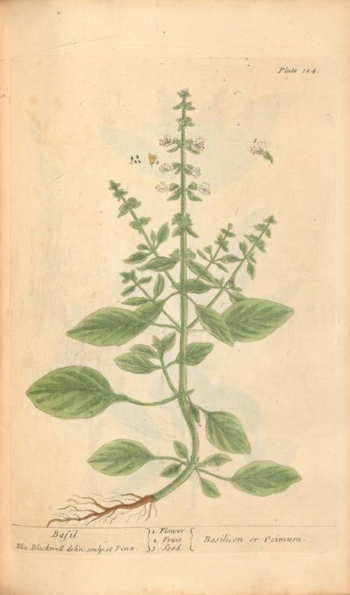 Basil