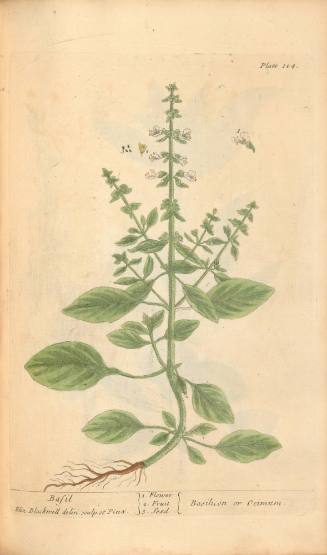Basil