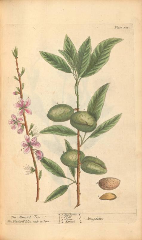 The Almond Tree
