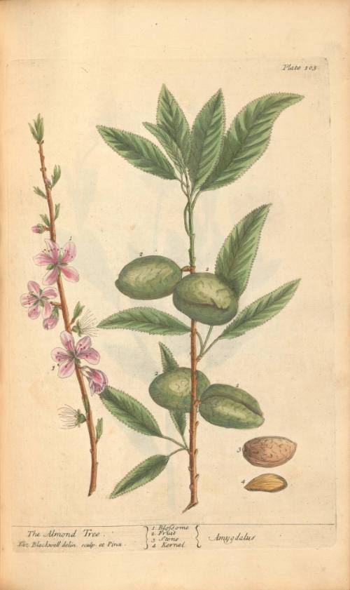 The Almond Tree