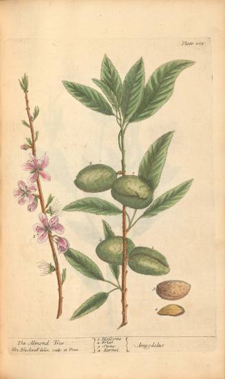 The Almond Tree