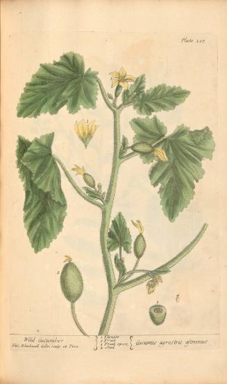 Wild Cucumber