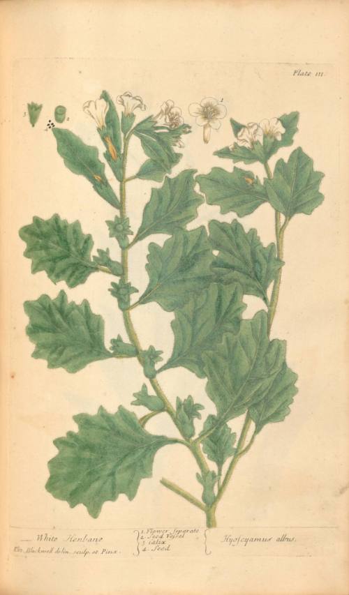 White Henbane