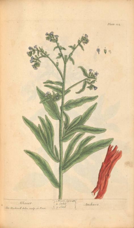 Alkanet