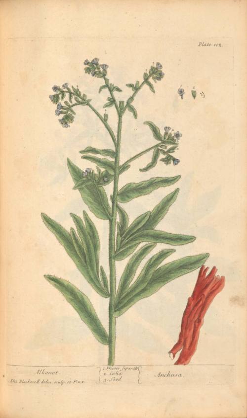 Alkanet