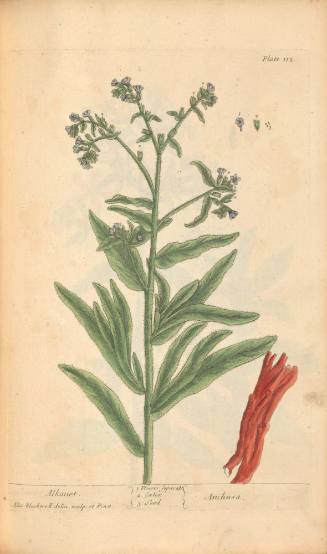 Alkanet