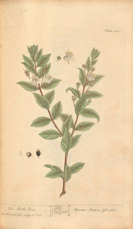 The Mirtle-Tree