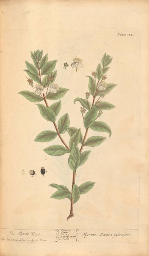 The Mirtle-Tree