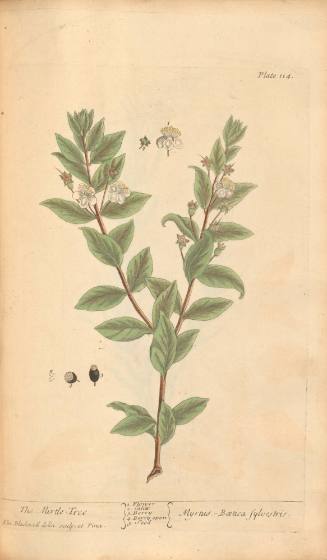 The Mirtle-Tree