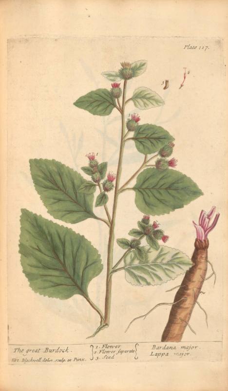The Great Burdock