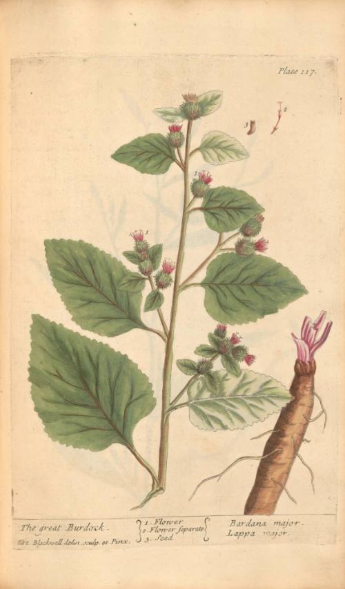 The Great Burdock