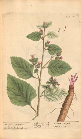 The Great Burdock