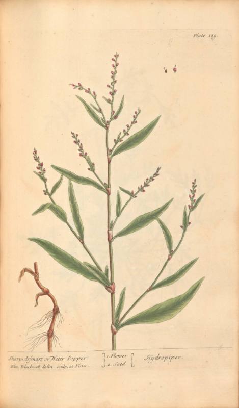 Sharp Arsmart or Water Pepper