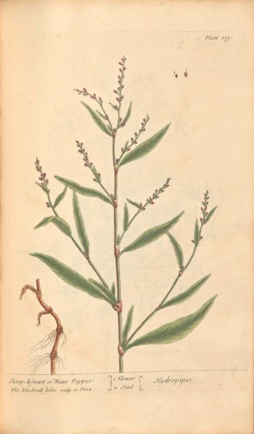 Sharp Arsmart or Water Pepper